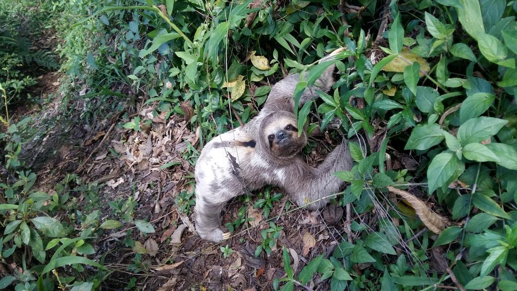 Pousada Terra Do Amor Teresópolis Kültér fotó